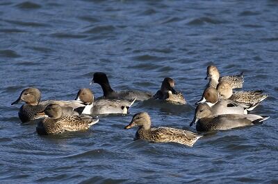オカヨシガモ・オナガガモ_20201121_東京港野鳥公園_レンジャー撮影
