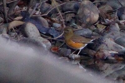 アカハラ_231025_東京港野鳥公園_恩田幸昌_MG_8994_trim