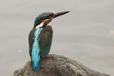 翡翠IMG_2929とり