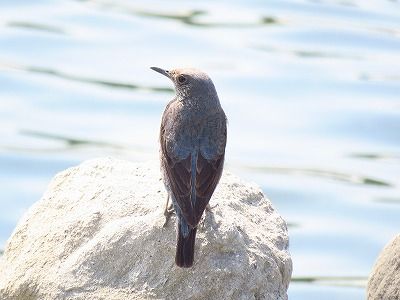イソヒヨドリー190327－前浜干潟
