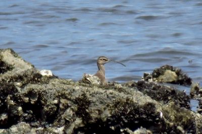 190420_チュウシャクシギ_前浜_長縄撮影