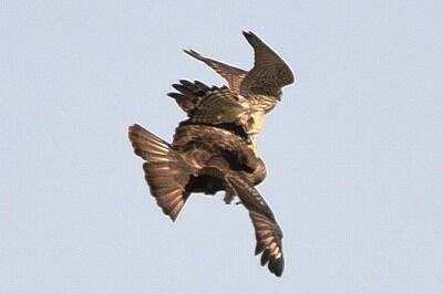 ノスリ・チョウゲンボウ_20201031_東京港野鳥公園_レンジャー撮影２