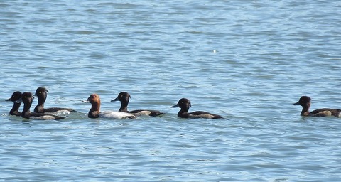 ホシハジロとキンクロハジロー180928－潮入りの池