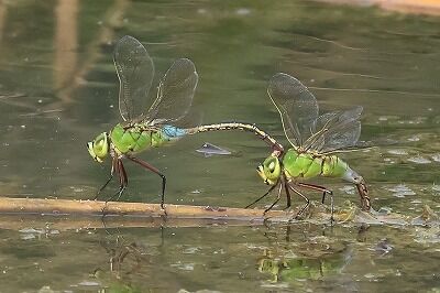 銀山間0P4A4681鳥