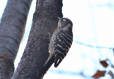 コゲラー181227-自然生態園ー長縄(3)