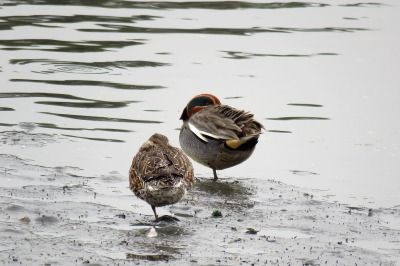 190326_コガモ_潮入りの池_古沢撮影