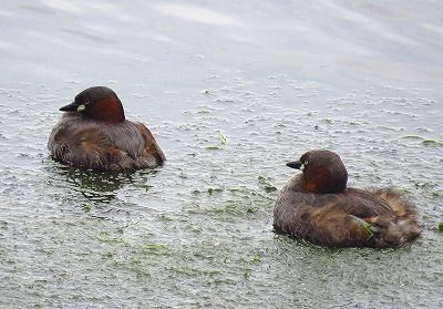 カイツブリー190531-潮入りの池