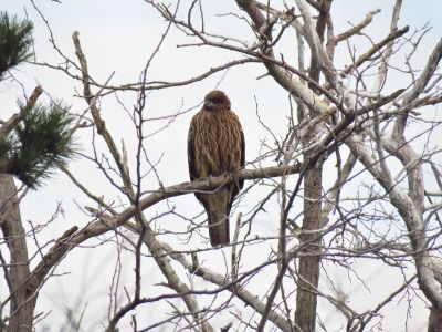181222_トビ_前浜_青木撮影