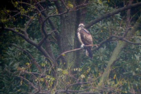 ミサゴ_171029_東京港野鳥公園_恩田撮影_P1400900_trim