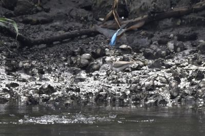 カワセミ_190831_潮入りの池
