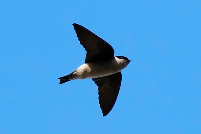 イワツバメ_250323_東京港野鳥公園_東淡水池_公財日本野鳥の会_レンジャー青木撮影