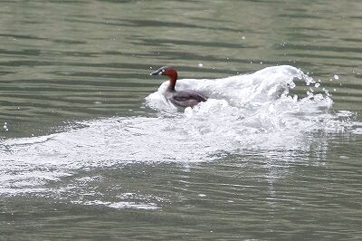 カイツブリ_230927_東京港野鳥公園_恩田幸昌_MG_7600_trim