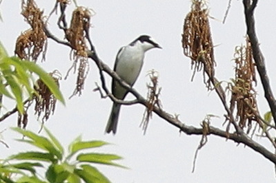 サンショウクイ