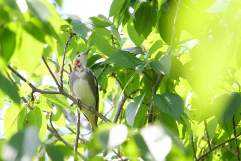 コムクドリ_180428_東京港野鳥公園_恩田撮影_MG_9727_trim