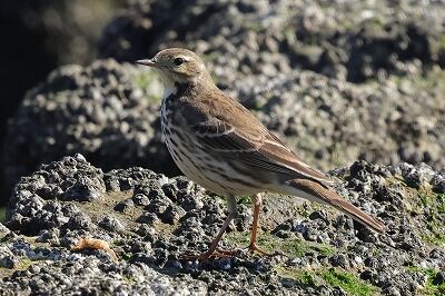 田雲雀0P4A3277鳥
