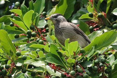椋鳥幼鳥0P4A5145鳥