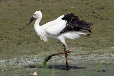 コウノトリ_230831_公財 日本野鳥の会  撮影 (1)