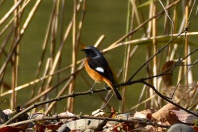 ジョウビタキ_191224_3号観察小屋