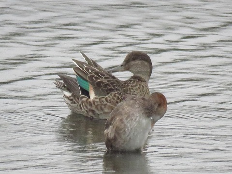 コガモー180921－潮入りの池