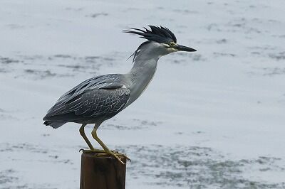 笹五位0P4A5167鳥