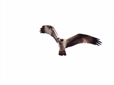 ミサゴ-191221-ミニ生態園