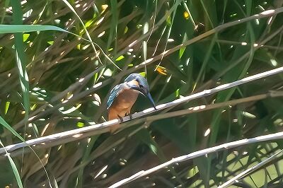 DSC_0023-DeNoiseAI-standard