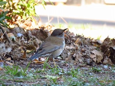 シロハラー190123－東観察広場からミニ生態園