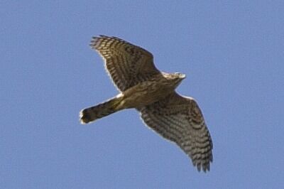 オオタカ_20201024_東京港野鳥公園_レンジャー撮影
