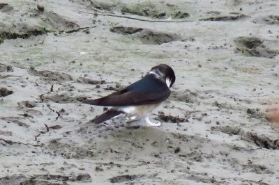 190423_イワツバメ_東淡水池_古沢撮影