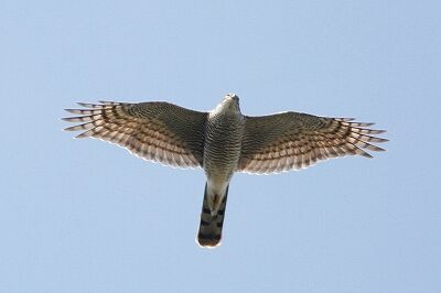 ハイタカ_231027_東京港野鳥公園_恩田幸昌_MG_9359_trim