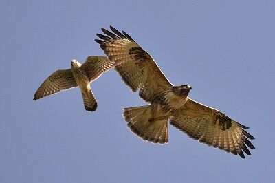 ノスリ・チョウゲンボウ_20201031_東京港野鳥公園_レンジャー撮影