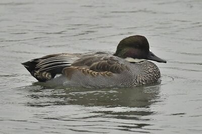 ヨシガモ_20201023_東京港野鳥公園_レンジャー撮影