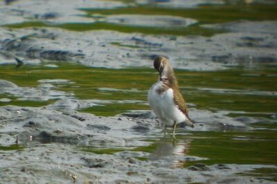 イソシギ_201030_東京港野鳥公園_恩田幸昌_P1440013_trim