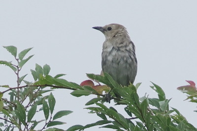 コムクドリ♀0P4A5655鳥