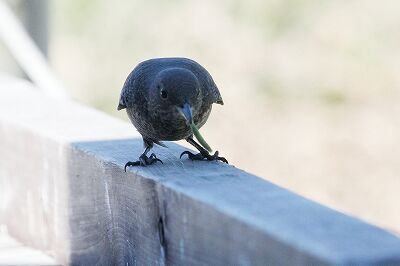 イソヒヨドリ_230825_東京港野鳥公園_恩田幸昌_MG_6168_trim
