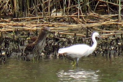 ゴイサギ幼鳥_190724_潮入りの池(2)