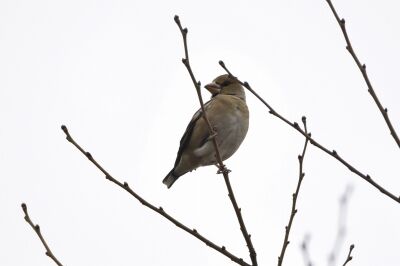 シメ_191219_芝生広場