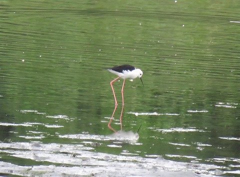 セイタカシギー180920－潮入りの池