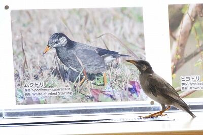 ムクドリ_200722_NC内