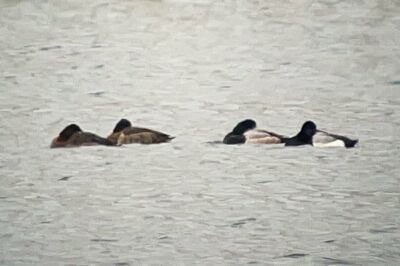 スズガモ_240120_東京港野鳥公園_恩田幸昌_IMG_4052_trim