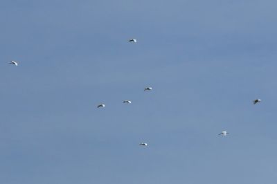 190420_サギ_長縄撮影