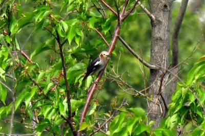 190421_コムクドリ_東淡水池_青木撮影
