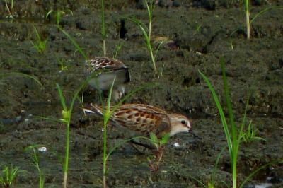 トウネン_180916_東京港野鳥公園_恩田撮影_P1420288_trim