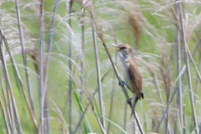 オオヨシキリ_230521_東京港野鳥公園_恩田幸昌_MG_0855_trim