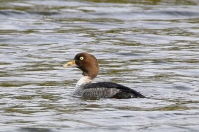 ホオジロガモ_191124_東淡水池