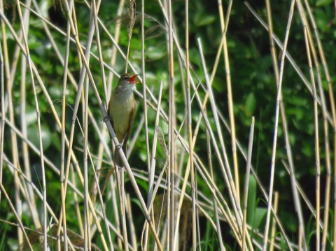 東京港野鳥公園オオヨシキリ_20180429