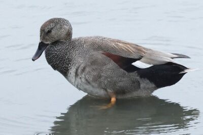 丘葦鴨0P4A5235鳥