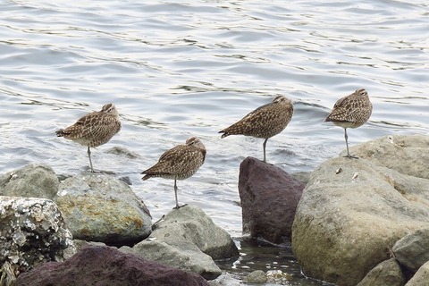 野鳥公園チュウシャクシギ20180424 (2)