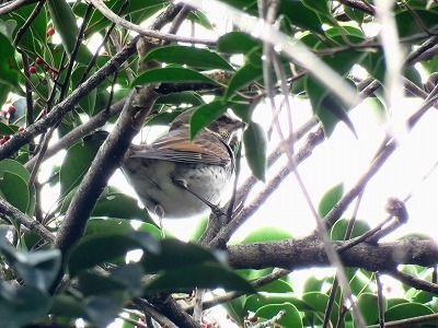 181127_ツグミ_潮入り