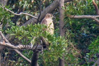 181222_オオタカ_東淡水池_青木撮影